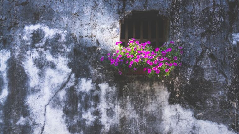 Flowers Still Grow Through Ruins