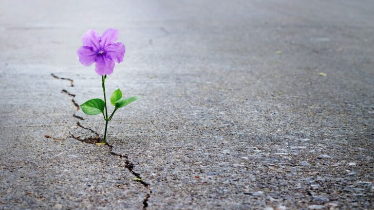 Remaining Soft, the Act of Courage